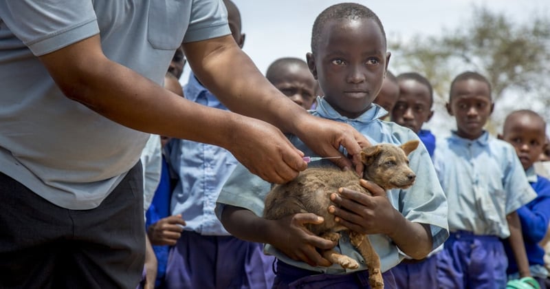 Puppy getting rabies vaccination in Kenya - World Animal Protection