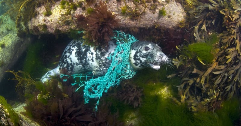 A seal entangled in ghost fishing gear under the sea - Sea change - World Animal Protection