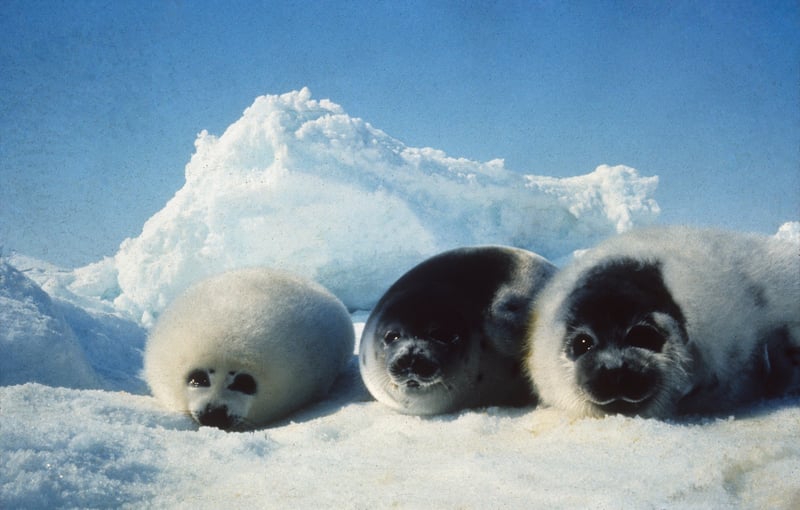 EU ban on seal products upheld after appeal
