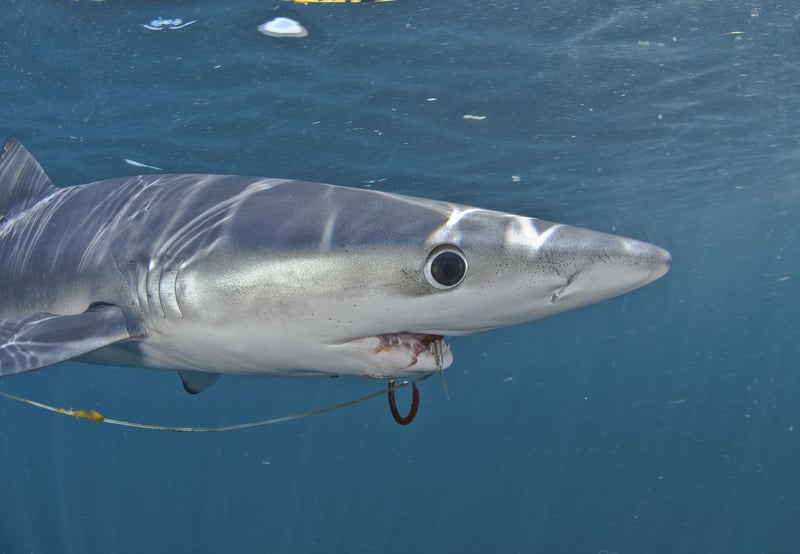 UN makes historic commitment to fight Ghost Gear - shark tangled in ghost gear - World Animal Protection - Sea Change