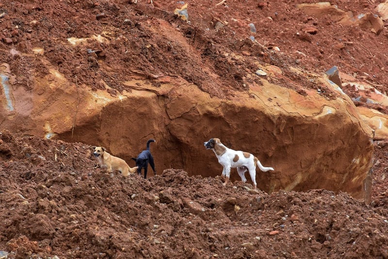 Dogs on top of a mud slide in Sierra Leone