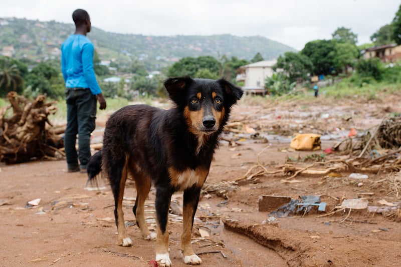 Dog stands in front of rubble in Sierra Leone after mudslides - Disaster management - World Animal Protection