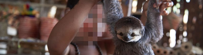 sloth_being_held_by_tourist