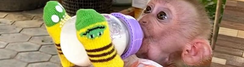 A pet macaque is wearing clothing and gloves while drinking from a bottle of milk, being recorded for social media. 