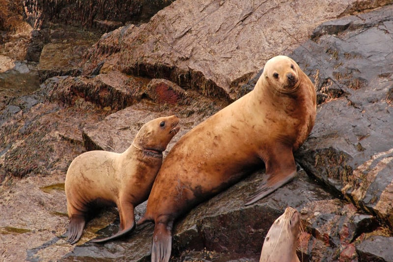 Sea lions entangled in ghost gear in the US - World Animal Protection - Sea Change