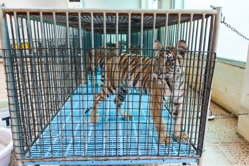 A tiger in a cage being used as a photo prop at a tourist venue - Wildlife. Not entertainers - World Animal Protection