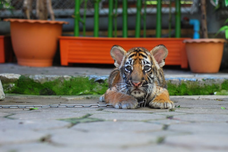 Tiger chained at tourist attraction in Thailand