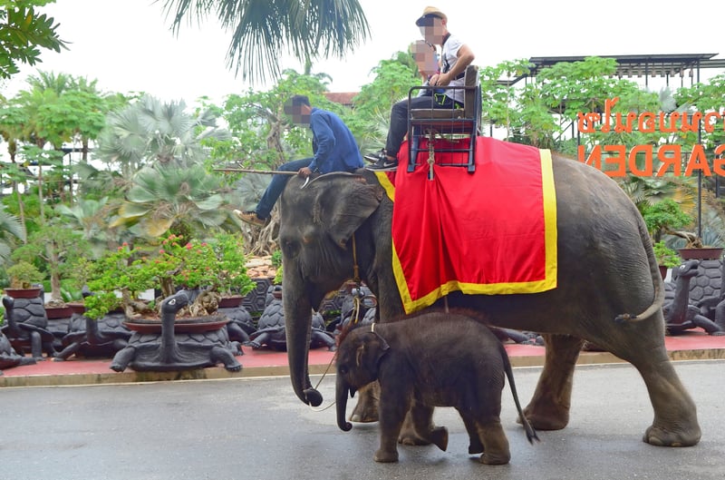 Tourists riding elephant at Nong Nooch Garden in Thailand