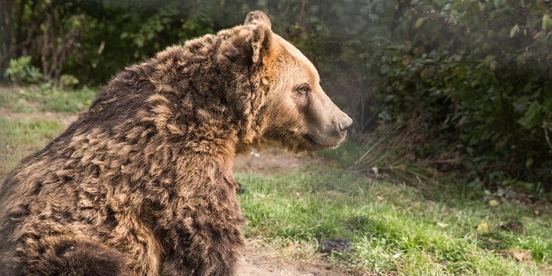 Bear and Romanian bear sanctuary