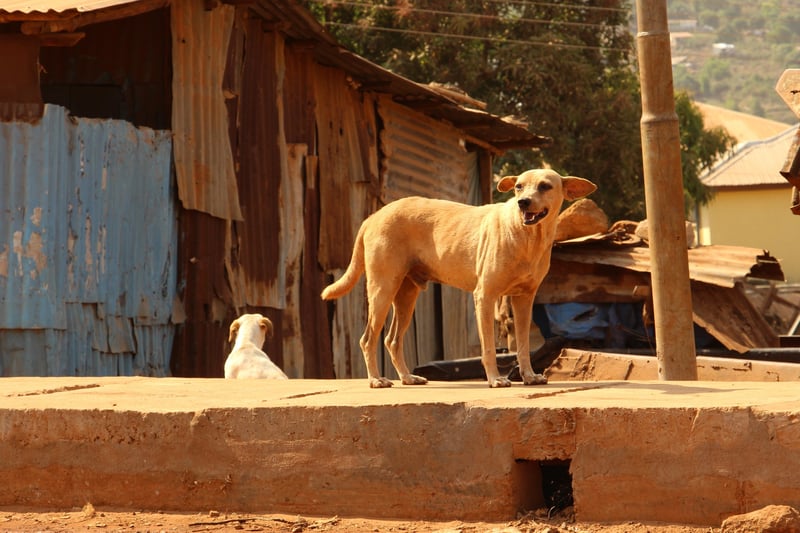 Two stray dogs in Sierra Leone