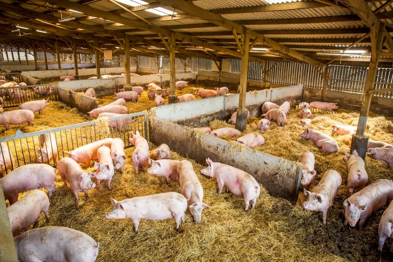 Pigs at indoor UK farm
