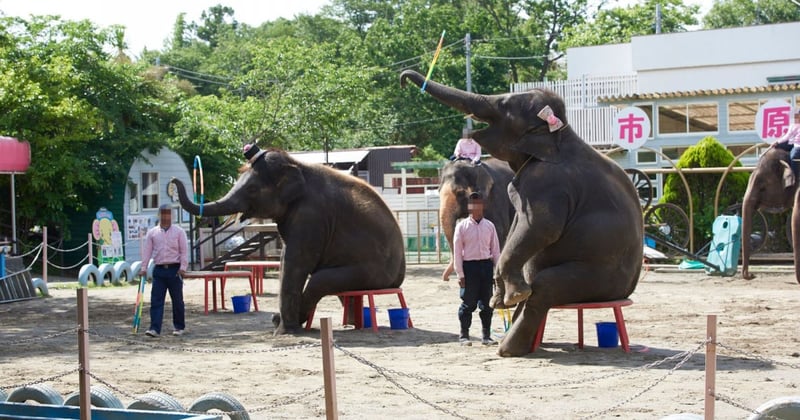Performing elephants