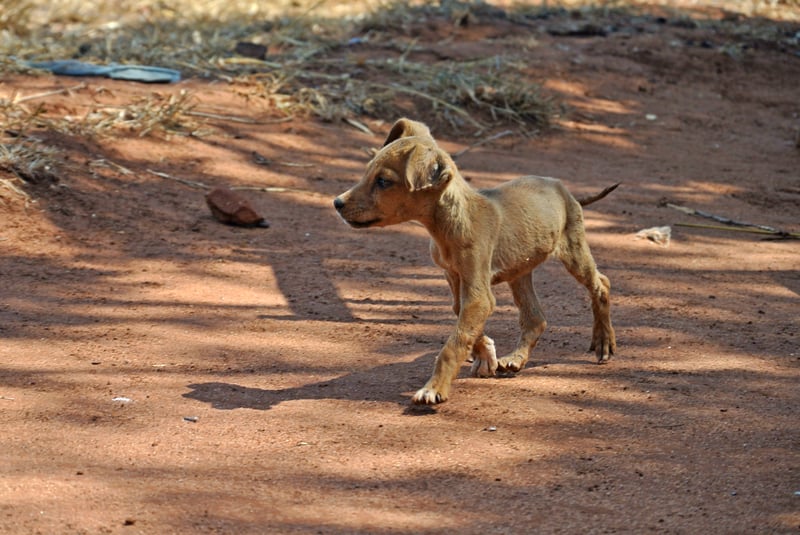 Dog waiting to be vaccinated in Kenya