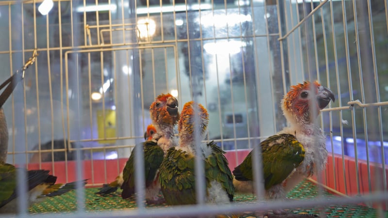 Parrots at a market in Thailand. 