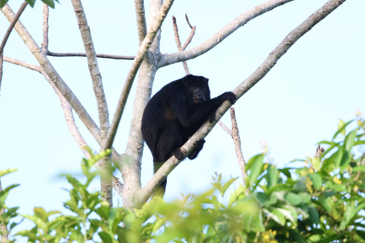 Aquidauana, Brazil Credit: world animal protection