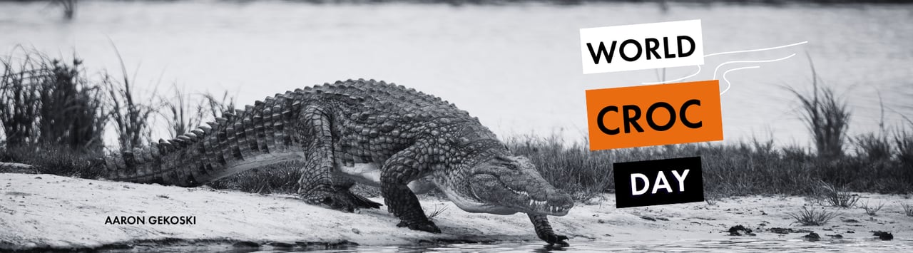 wild crocodile entering lake