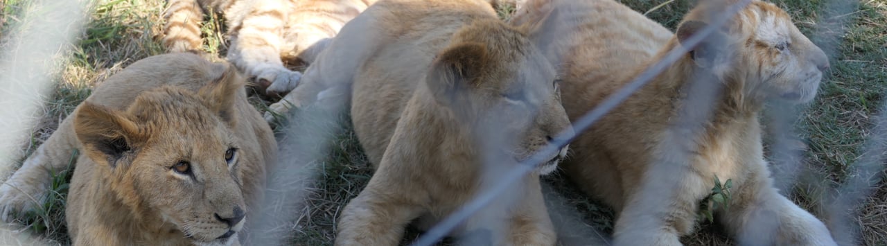 Captive juvanile lions enclosed for breeding