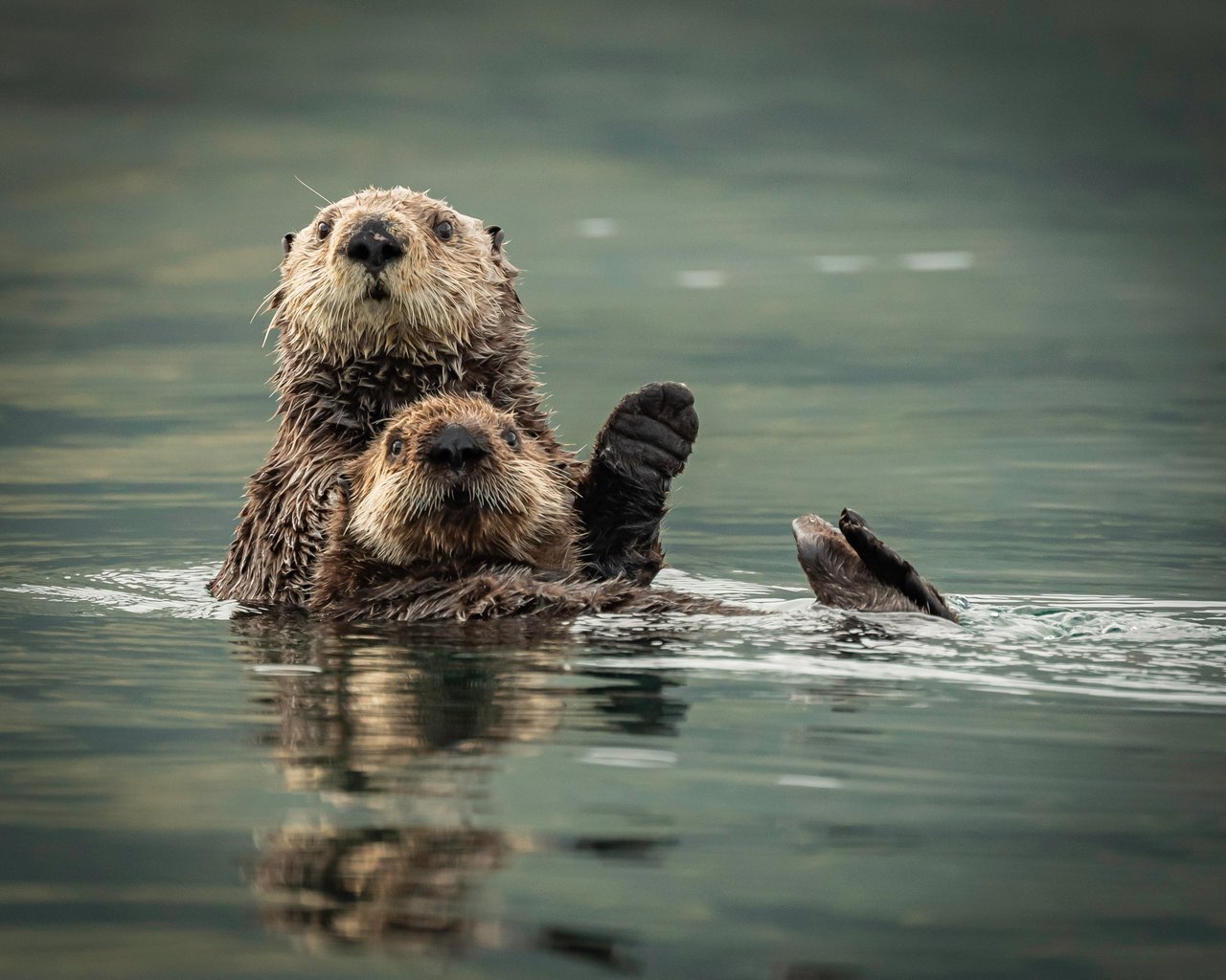 Sea Otters in Kodiak Alaska; Shutterstock ID 1559226164. Credit: Laura Hedien/Shutterstock