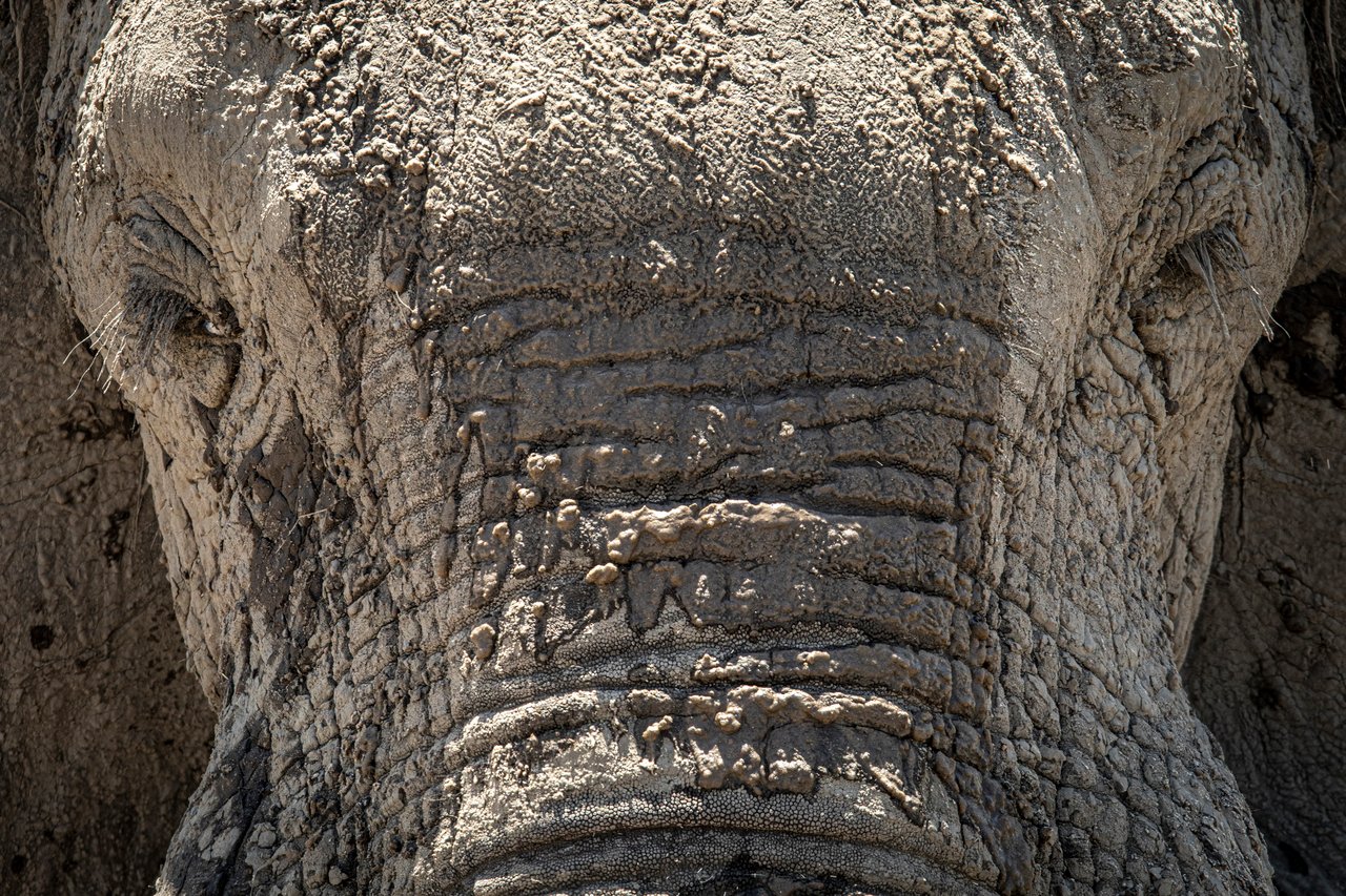 Close up of a wild elephant at Hwange National Park, Zimbabwe. World Animal Protection campaign for wildlife to have the right to a wild life, with animals free from any form of exploitation, and able to thrive within abundant natural habitat that is humanely protected, for the benefit of all. Credit: World Animal Protection / Aaron Gekoski