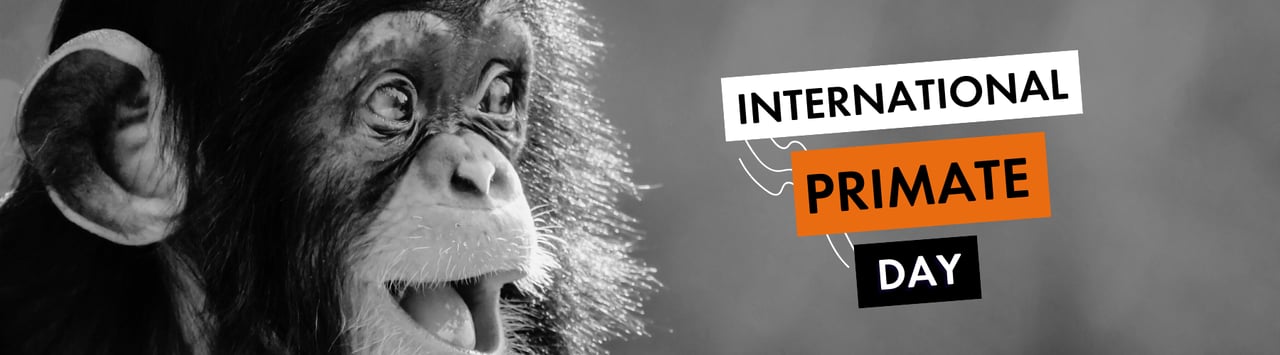 Close up portrait of a happy baby chimpanzee; Patrick Rolands/Shutterstock. Shutterstock ID 2039782457; licensed for use globally in all media.