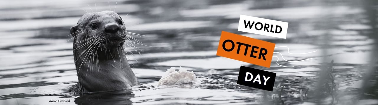 A black and white image of an otter swimming in an open river, holding a piece of fish. Text reads World Otter Day with bold typography. Image credit Aaron Gekowski.