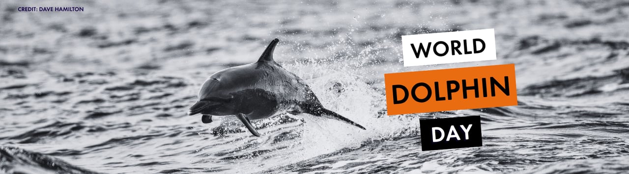 World Dolphin Day black and white image of dolphin jumping out of water. Credit: Dave Hamilton