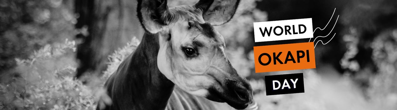 Okapi (Okapia johnstoni), forest giraffe or zebra giraffe, artiodactyl mammal native to jungle or tropical forest, Congo, Central Africa, beautiful animal with white stripes in green leaves