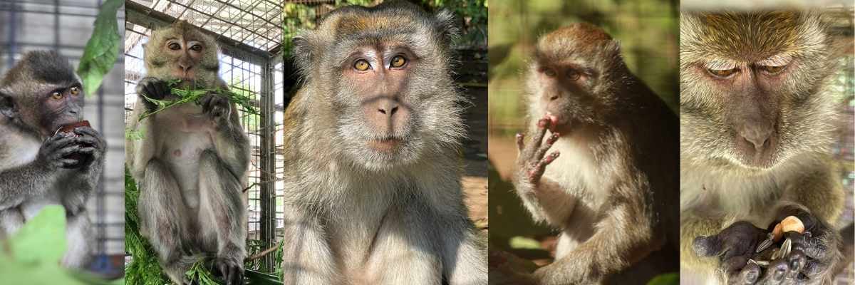 Five Macaque Monkeys are shown in a split screen format eating and looking to camera.
