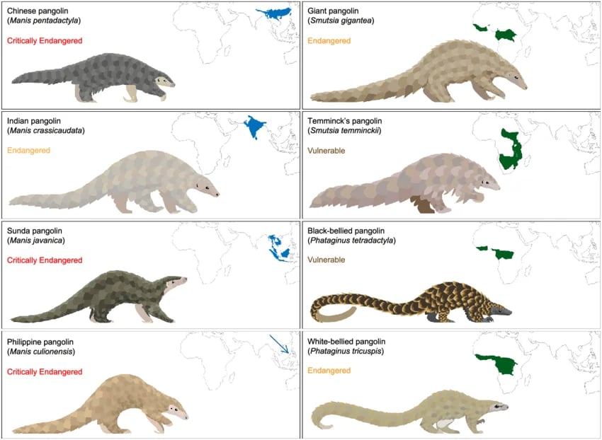 Figure adapted from Heighton, S.P. & Gaubert, P. (2021). "A timely systematic review on pangolin research, commercialization, and popularization to identify knowledge gaps and produce conservation guidelines." Biological Conservation, 256, 109042. DOI: 10.1016/j.biocon.2021.109042. Licensed under CC BY 4.0.