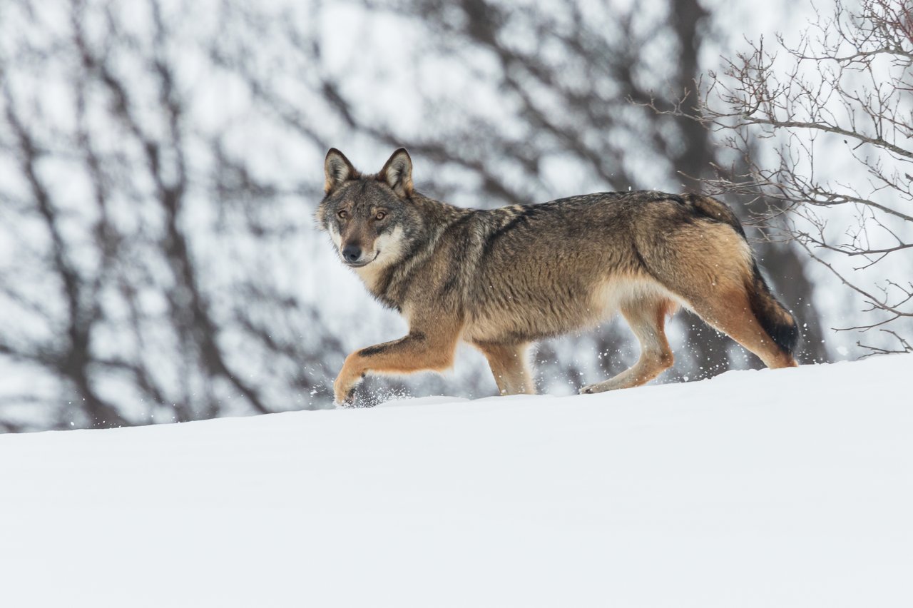 Apennines Marsican Bear Heritage Area. Wild Italian wolf (Canis lupus italicus), walking in the snow. Central Apennines.
