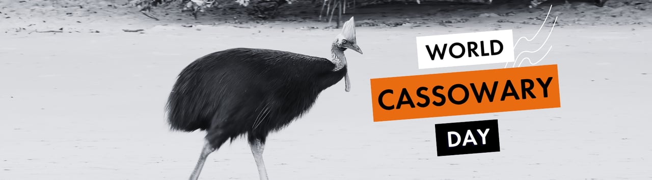 an adult southern cassowary walking along the beach at etty bay of queensland, australia; Shutterstock ID 2511343383. Credit: crbellette/Shutterstock.