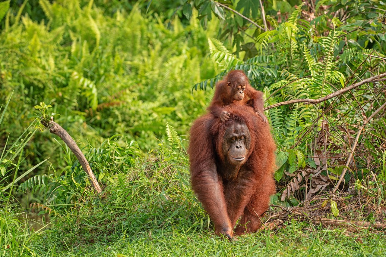 Mother orangutan with funny cute baby on her back in their natural environment in the rainforest on Borneo (Kalimantan) island with trees and palms behind. Shutterstock ID; 1122654077; licensed for use globally in all media.