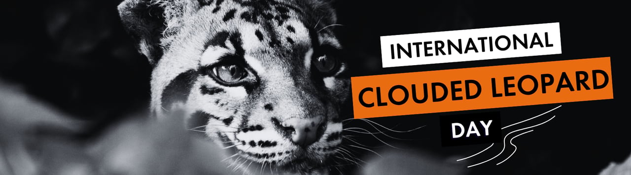 Clouded leopard; Shutterstock ID 36577723 Credit: Andy Poole