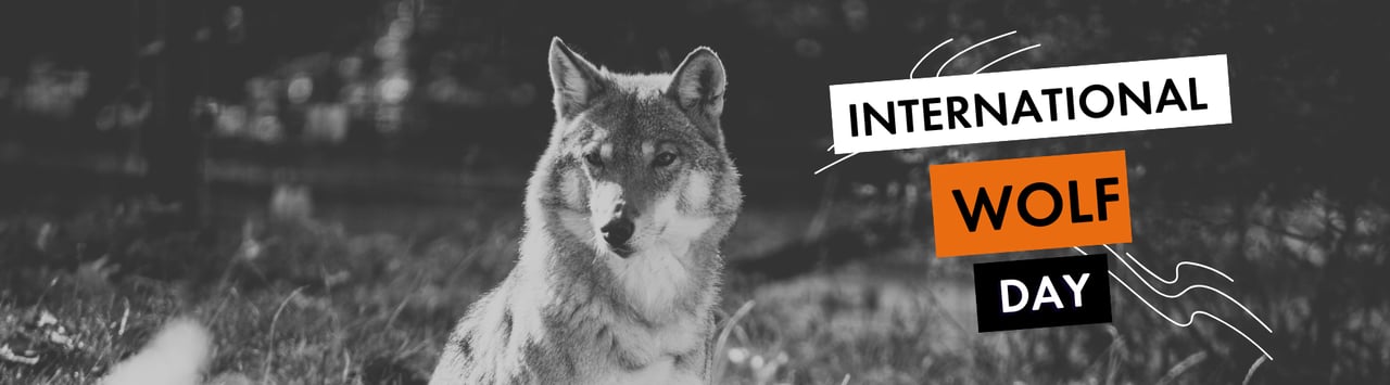 Libearty bear sanctuary in Zarnesti, Romania is run by World Animal Protection partner group Asociatia Milioane De Prieteni (AMP) who provide a safe home for bears rescued from captivity and poor quality zoos. Pictured; Elza the wolf. Credit: AMP