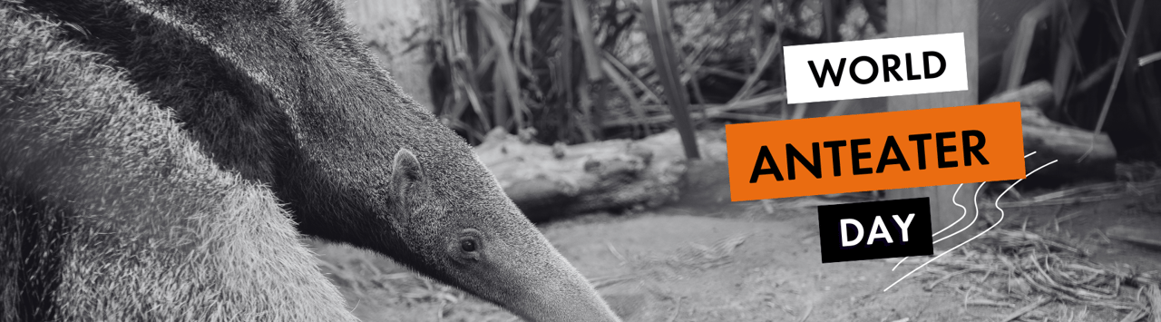 Anteater in black and white with text saying world anteater day