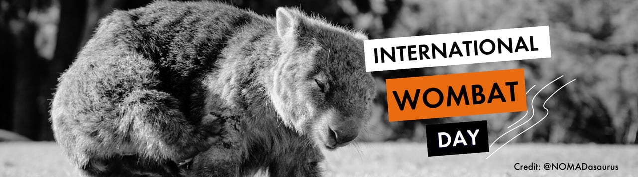 Wombat image with international wombat day text. Credit: @NOMADasaurus