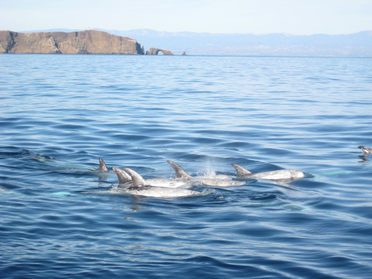 Risso's Dolphins spotted in a whale heritage area within the Santa Barbara Channel. Credit: Idutton