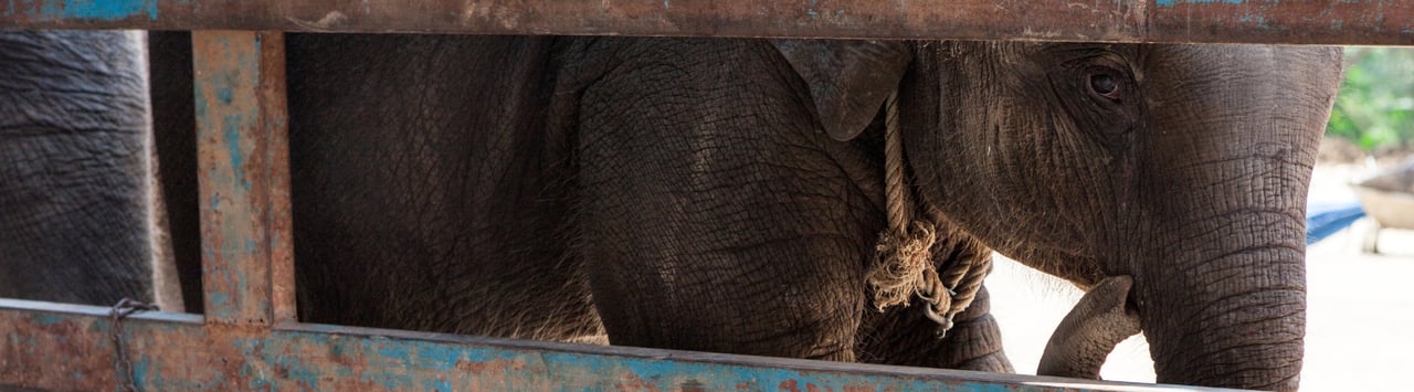 Captive young chained elephant looks through bars at a Thailand venue