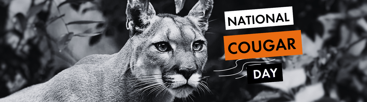 Cougar in black and white looking into the distance with text reading national cougar day