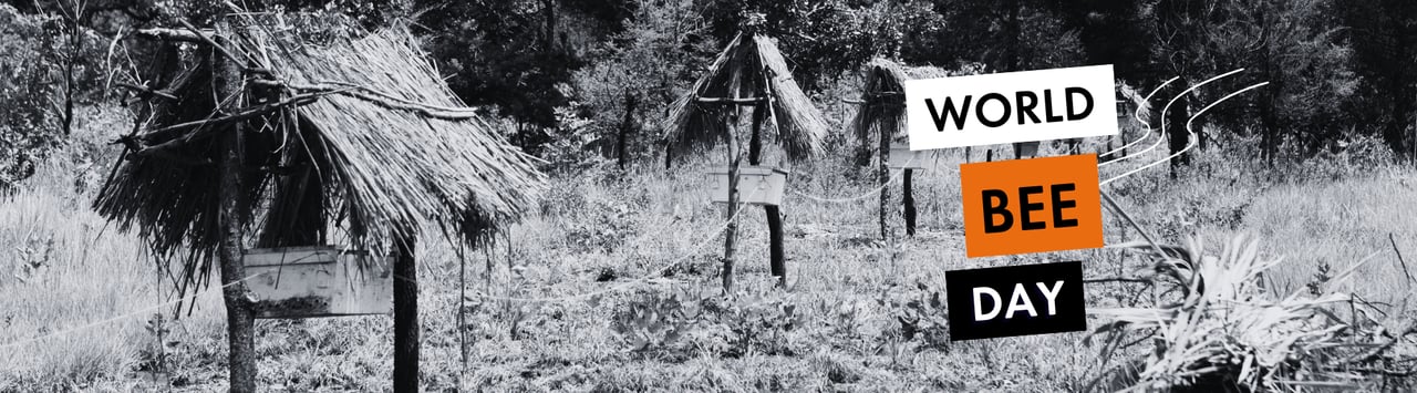 Bee hives in a row with text reading world bee day