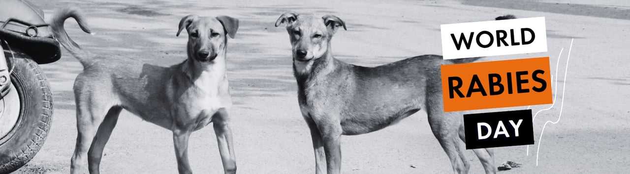 two street dogs look to camera. Text reads: world rabies day.
