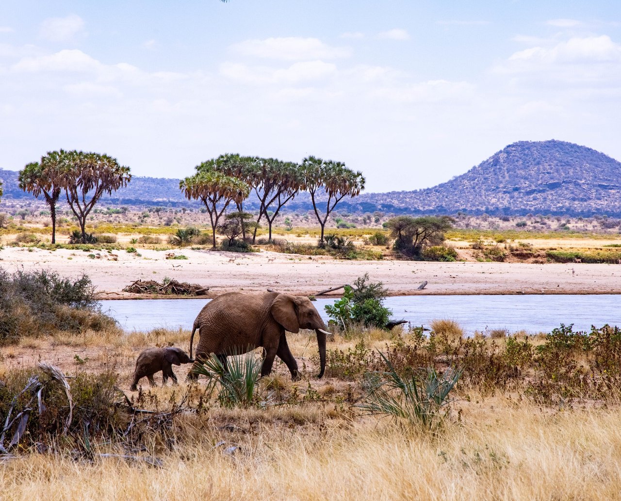 Elephants captured at Samburu National Reserve on 13th August 2025. Samburu National reserve is in Northern Kenya.