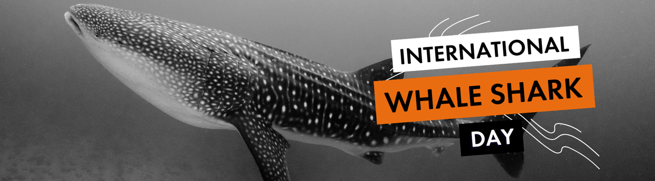 International Whale Shark Day - World Animal Protection
