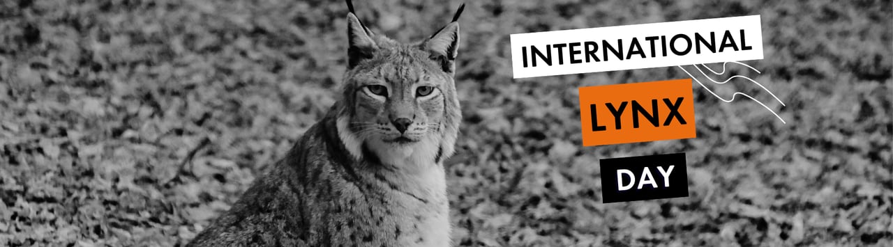 International linx day, lynx looking straight to camera