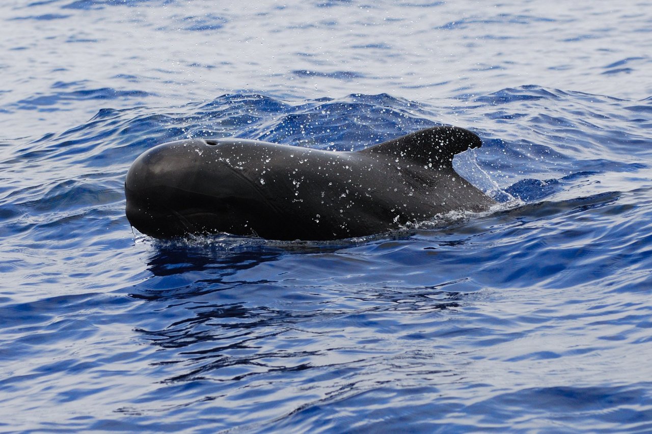 Short finned pilot whale off the coast of Azores, Portugal. Credit: CW AZORES/Justin HartStock photography.