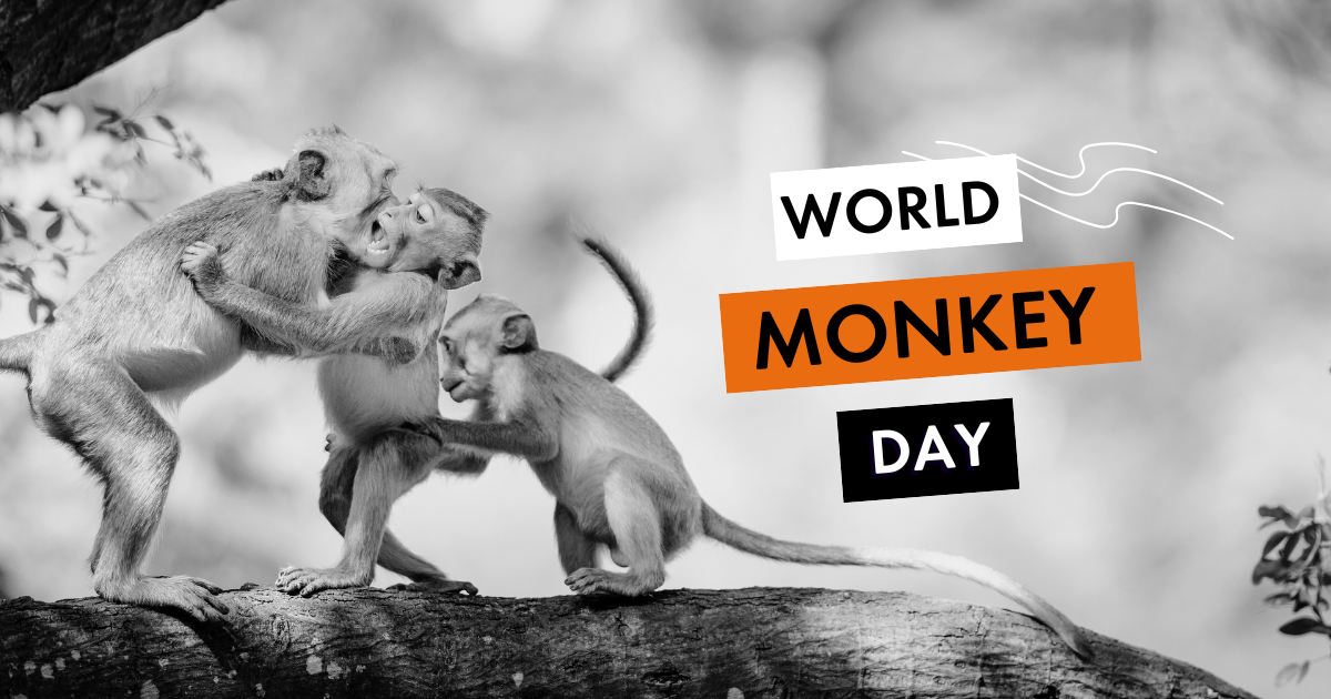 three baby monkeys playing on a tree branch with right aligned text reading "world monkey day"