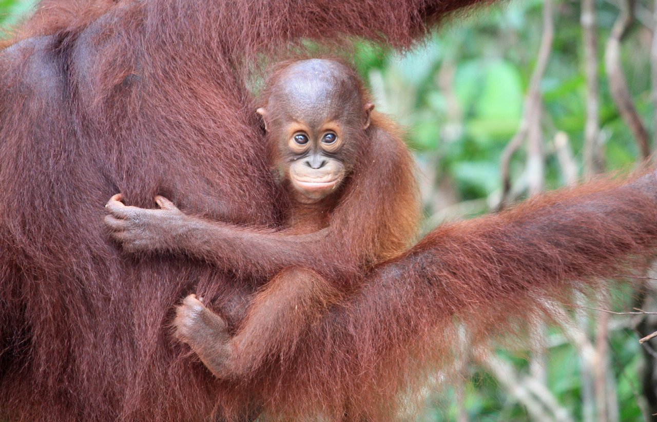A young orangutan clings on to it's mother, at Nyaru Menteng Rescue and Rehabilitation Centre run by the Borneo Orangutan Survival Foundation (BOS).