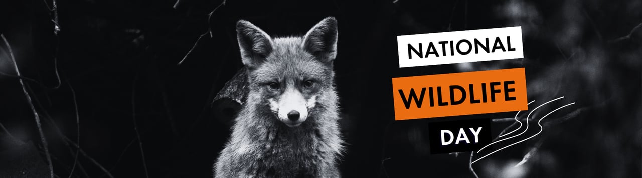Fox looks to camera in black and white as text above reads "national wildlife day"