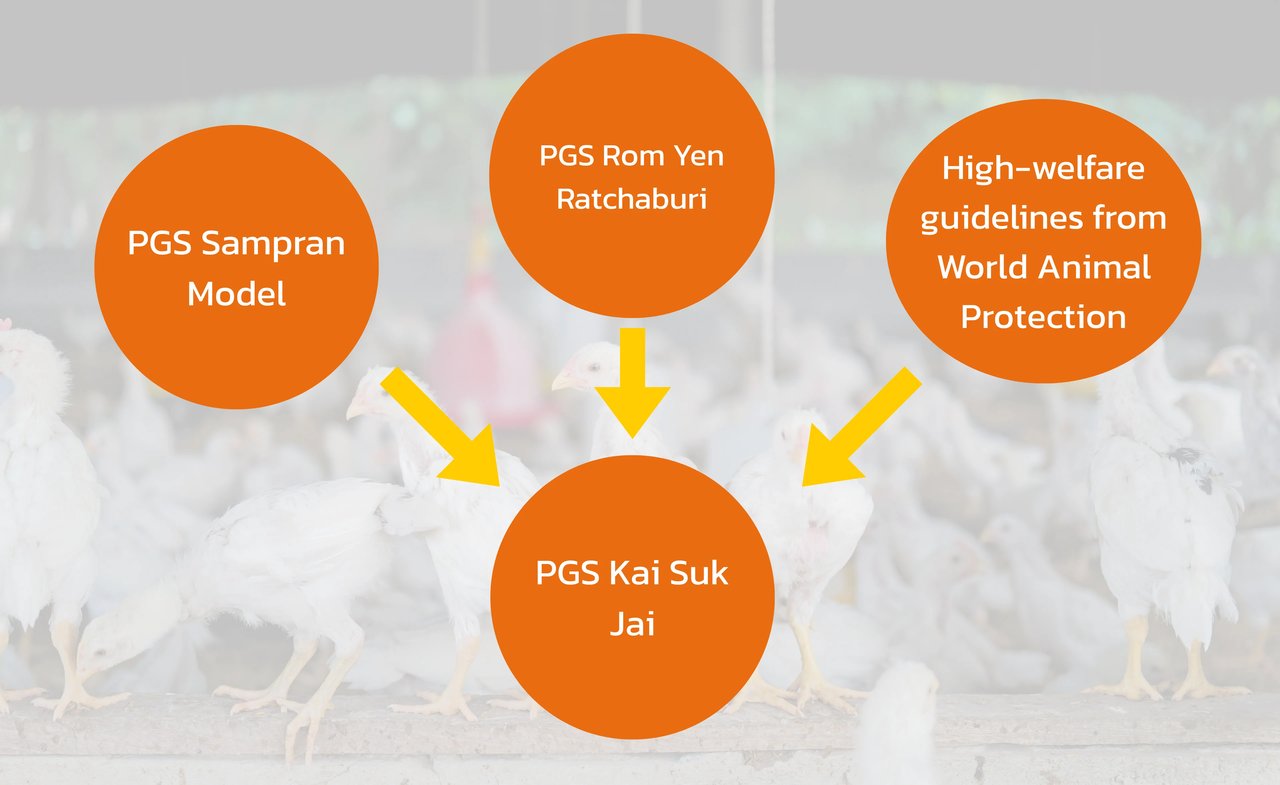 Diagram of how the PGS Sampran model, PGS Rom Yen Ratchaburi, and High welfare guidelines from World Animal Protection feed into PGS Kai Suk Kai