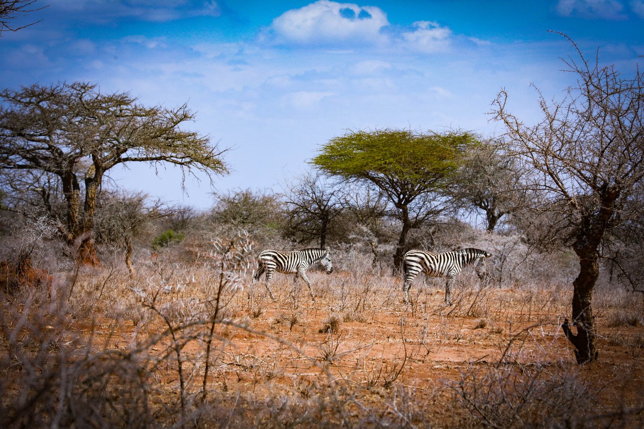 Two Zebras walk along Kajiado County in Kenya during a three year drought. Credit: World Animal Protection / Crimson Communications
